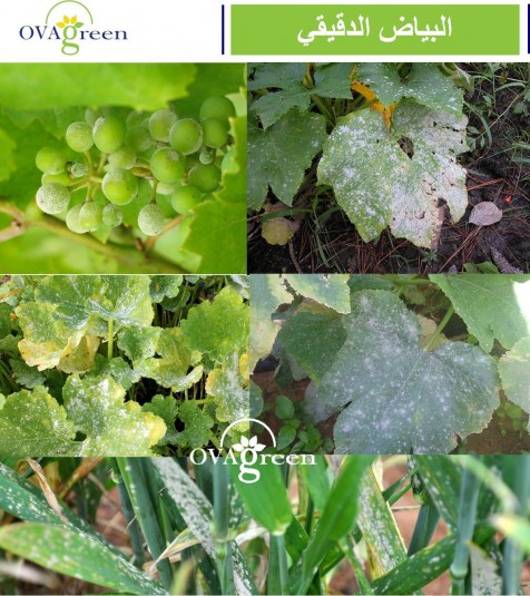 Powdery mildew